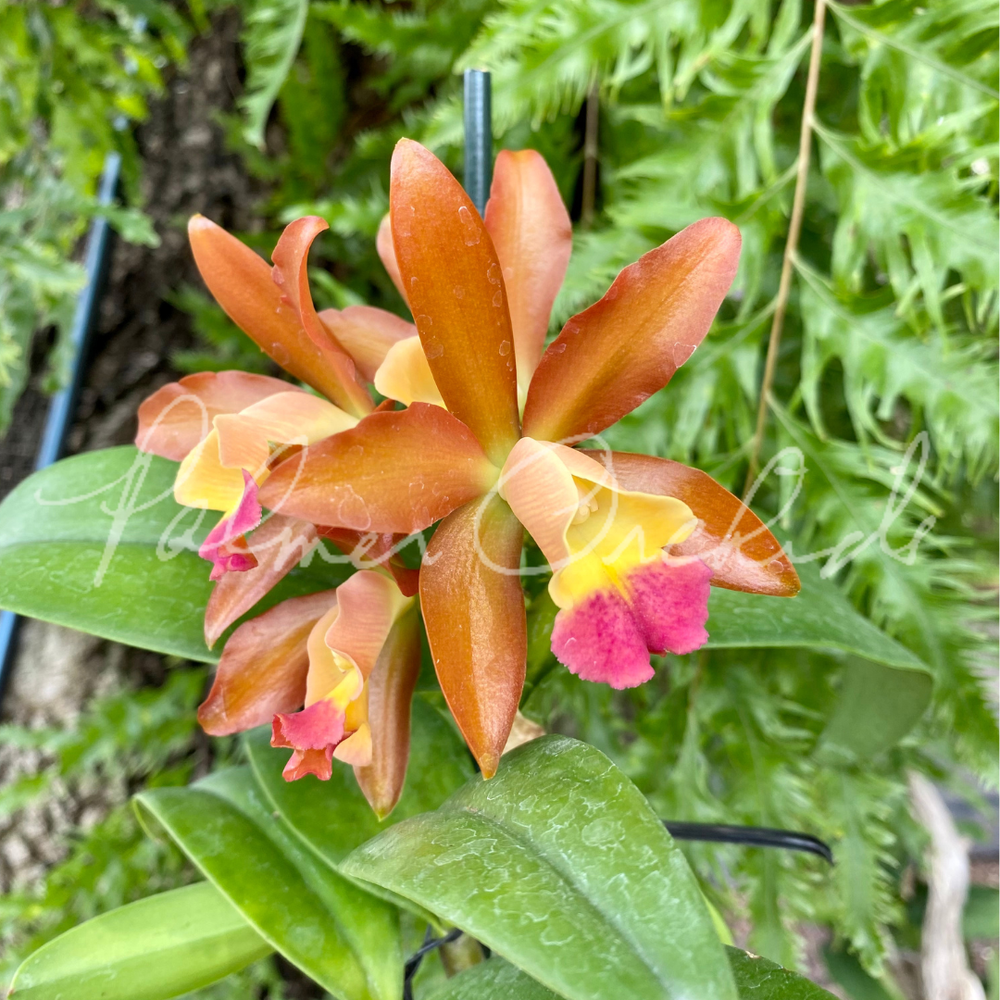Rth. Nobile's Ambar — Palmer Orchids